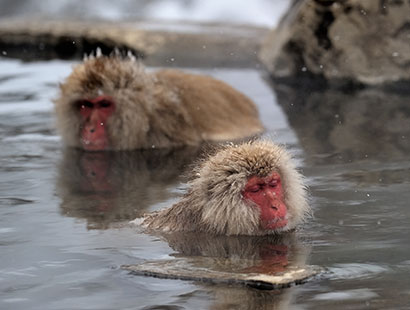 地獄谷野猿公苑